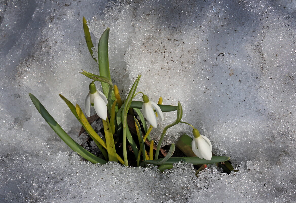 галантусы 12 марта - Михаил Бибичков