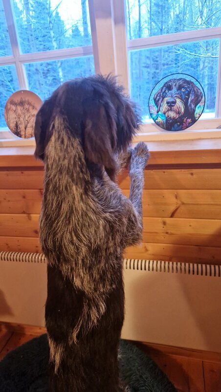 "Я ль на свете всех милее, всех румяней   и белее" - Александр Володарский