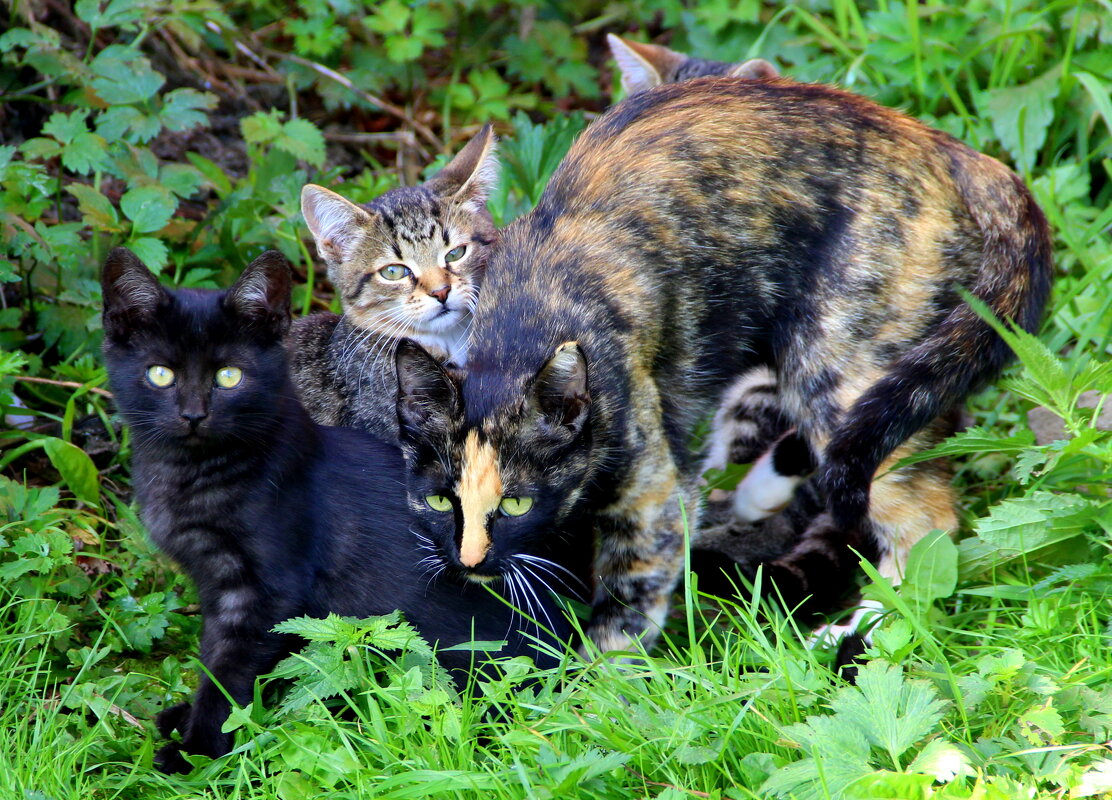 Кошка с котятами - жанна нечаева