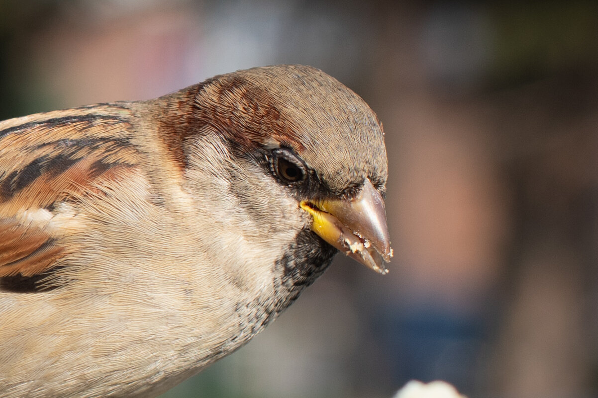 *** - Николай Чекалин