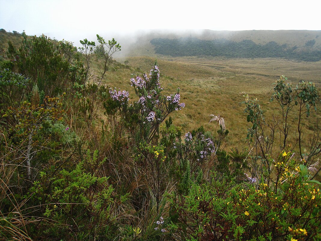 В колумбийских Андах. - unix (Илья Утропов)