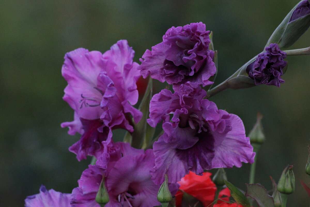 гладиолус - Наталья Штанулина