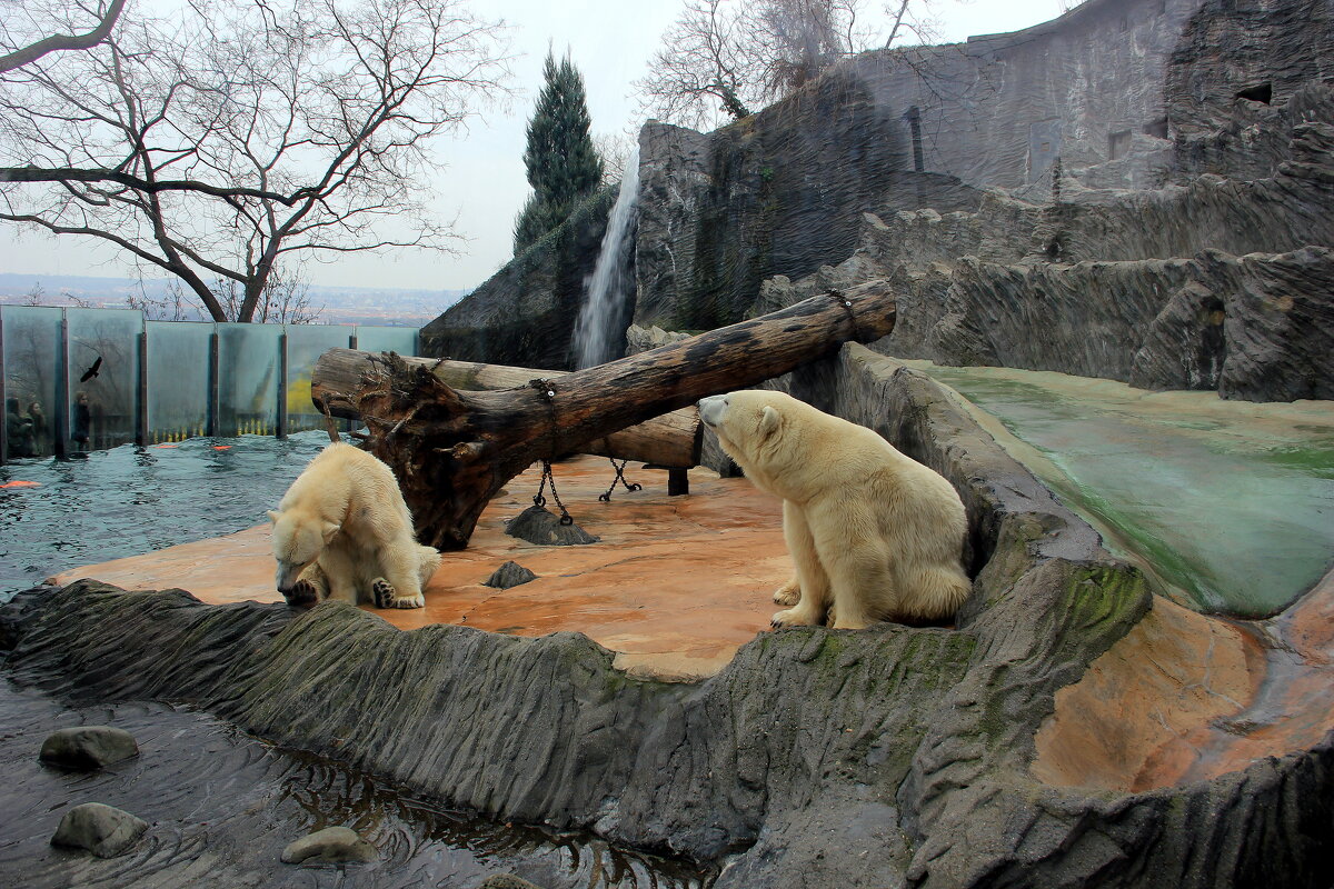 в Пражском зоопарке (архив) - Ольга 
