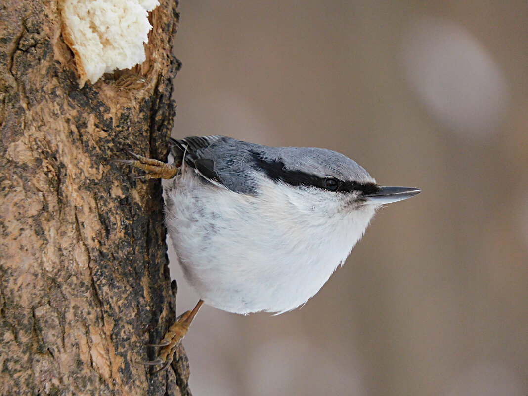 Поползень - Лина 