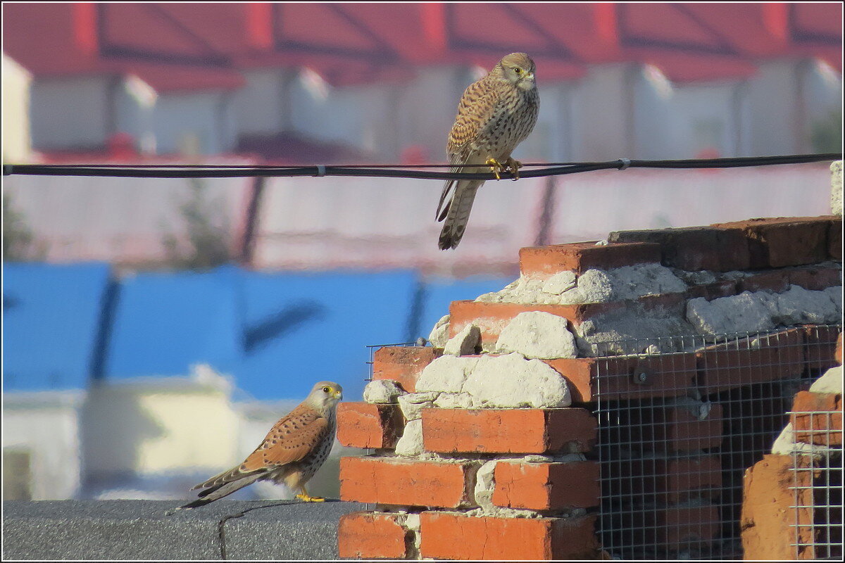 Он и она - Сеня Белгородский