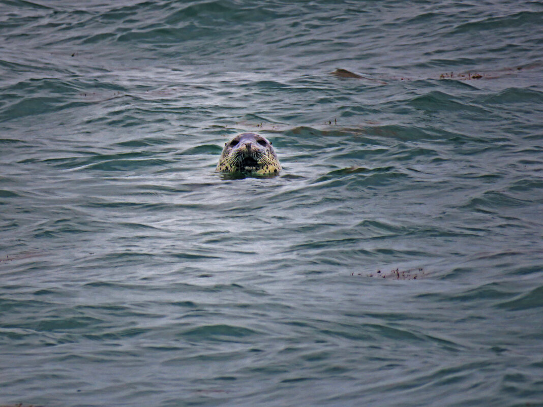 А что это вы тут делаете? - ИРЭН@ .