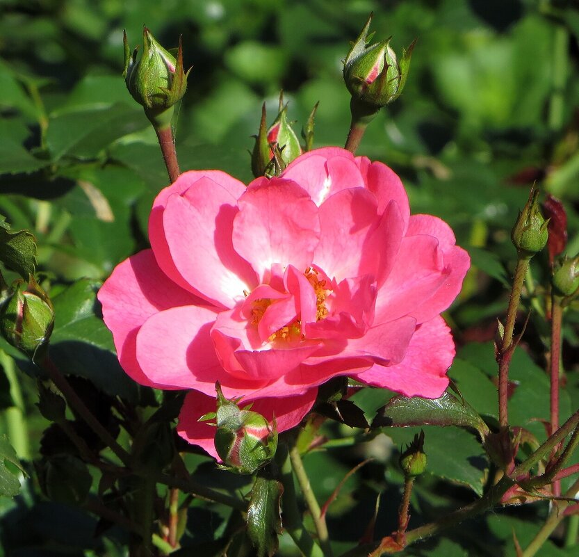 *** - Лариса С.