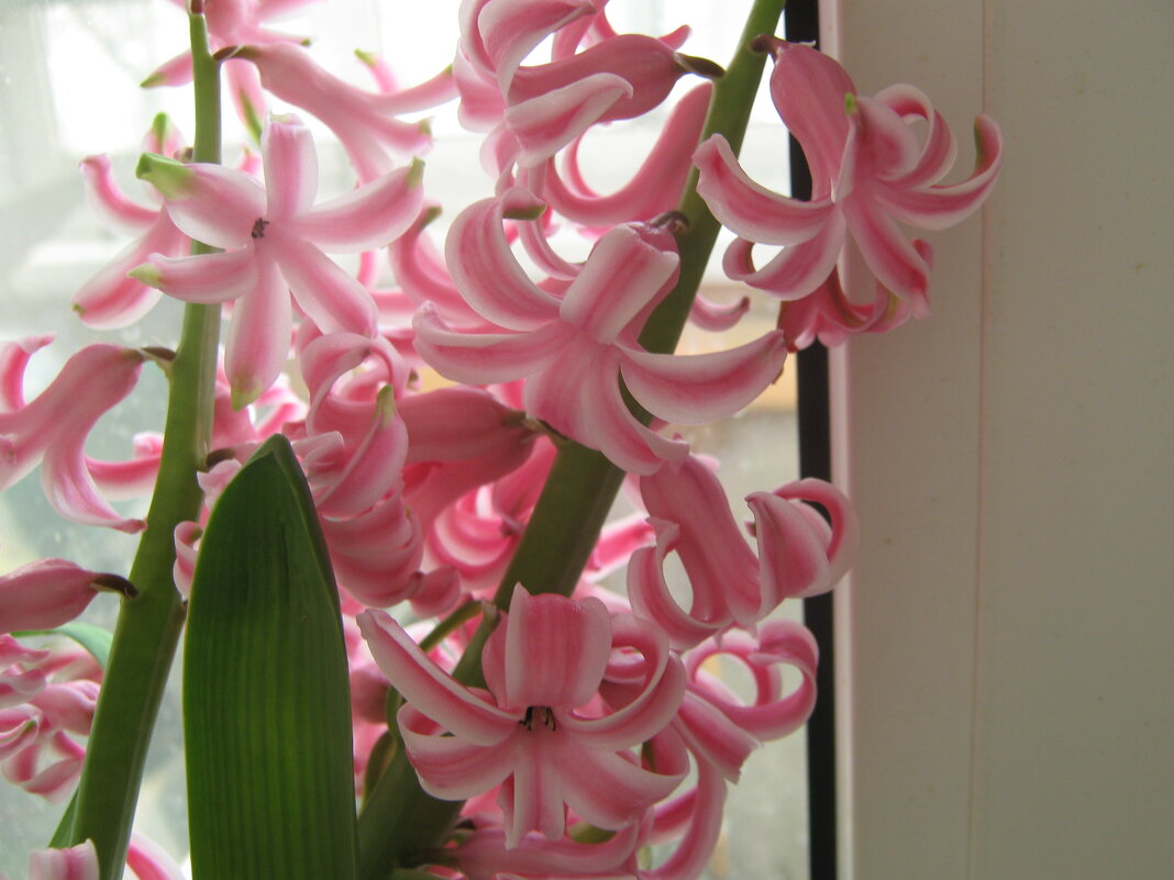 Гиацинт - Елена Семигина