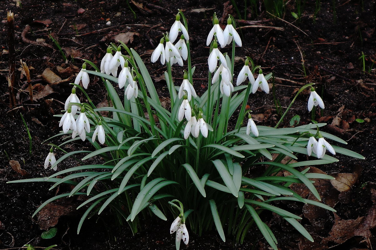 Подснежники - Рита Симонова