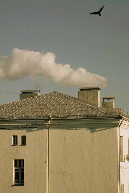 хищная птица - Дмитрий Потапов