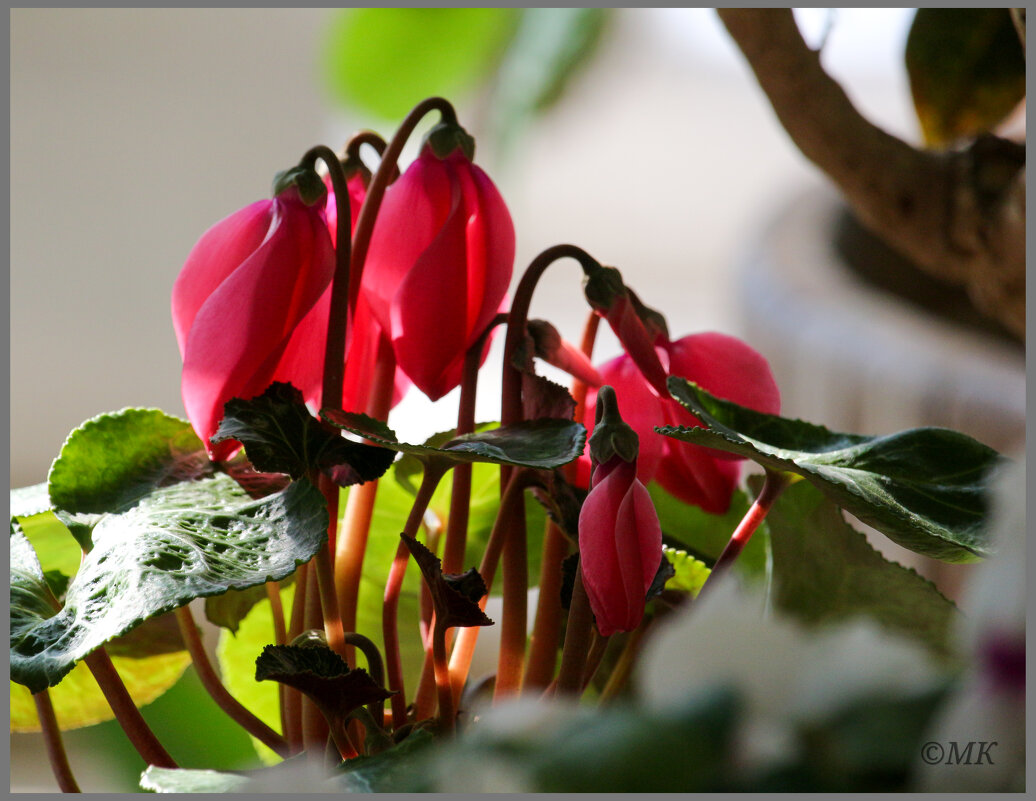 Цветок - Михаил Кобзев