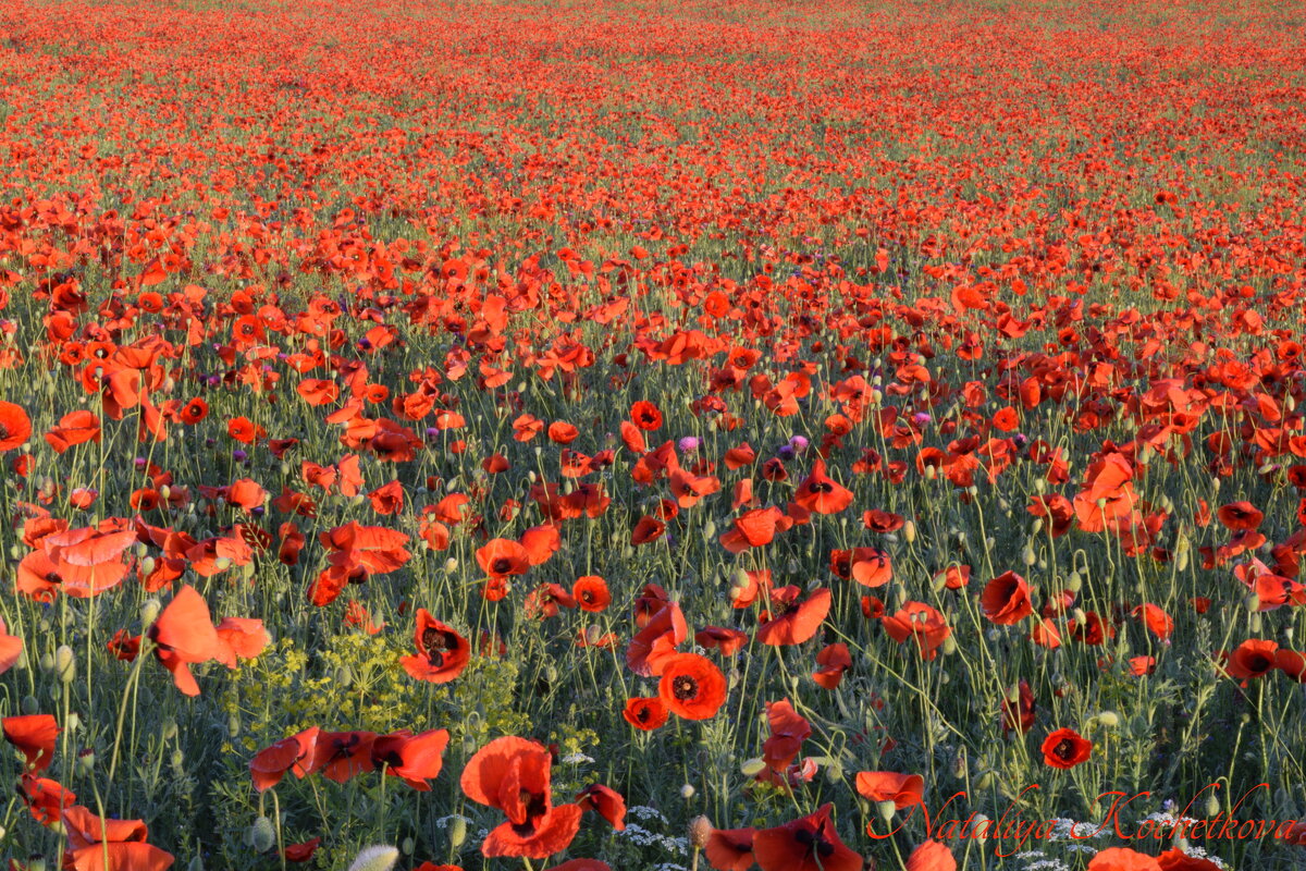 Природа Крыма - Изумительная Космея