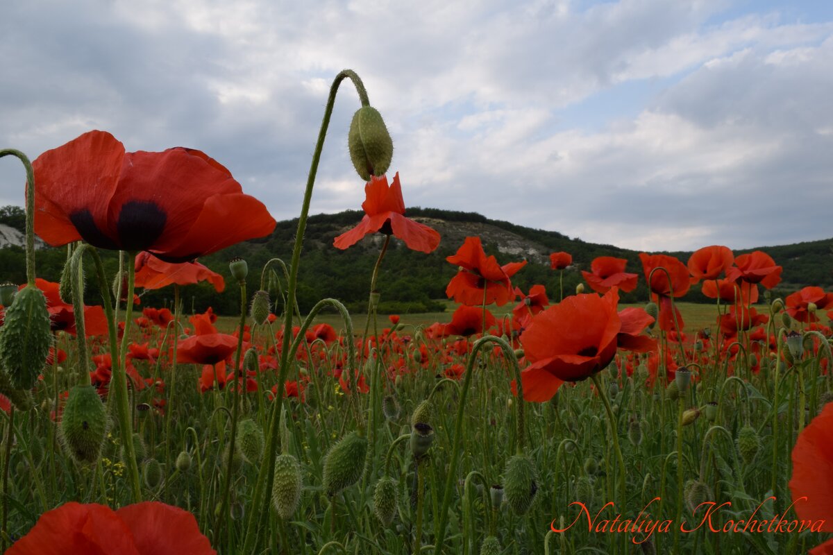 Природа Крыма - Изумительная Космея