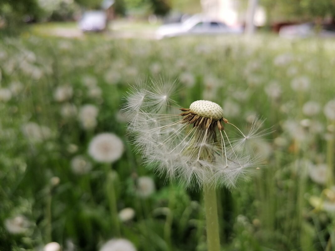 ,,, - Сергей Тимоновский
