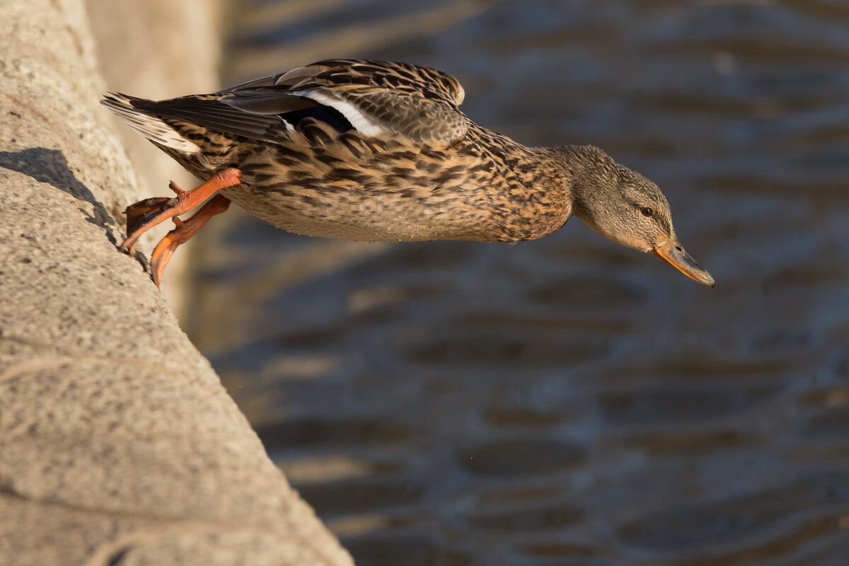 Точка невозврата - Игорь Шевченко