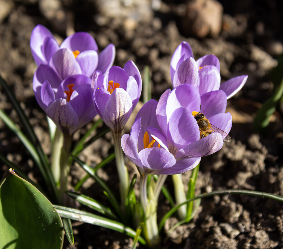 *** - Александр. AVG100 ---