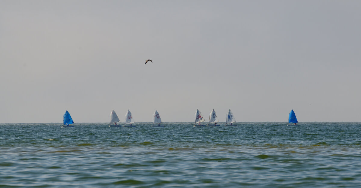 Регата - Константин Белоногов