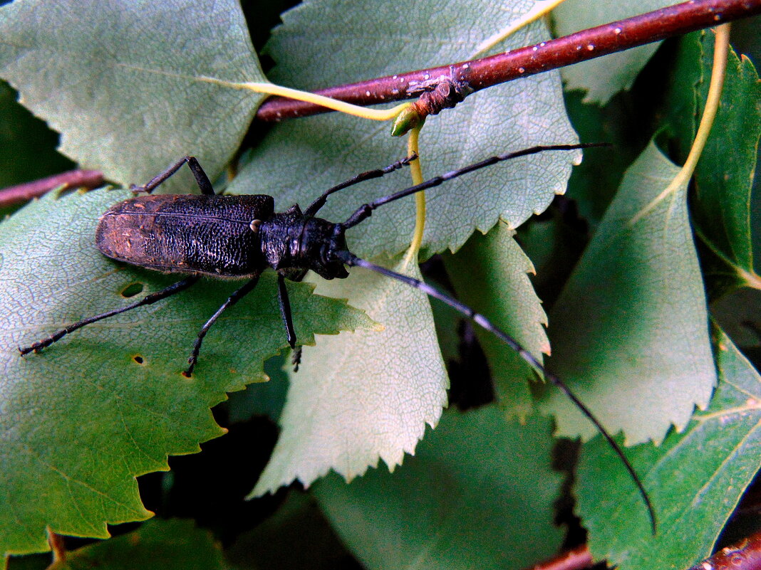 Обладатель шикарных усов. - nadyasilyuk Вознюк
