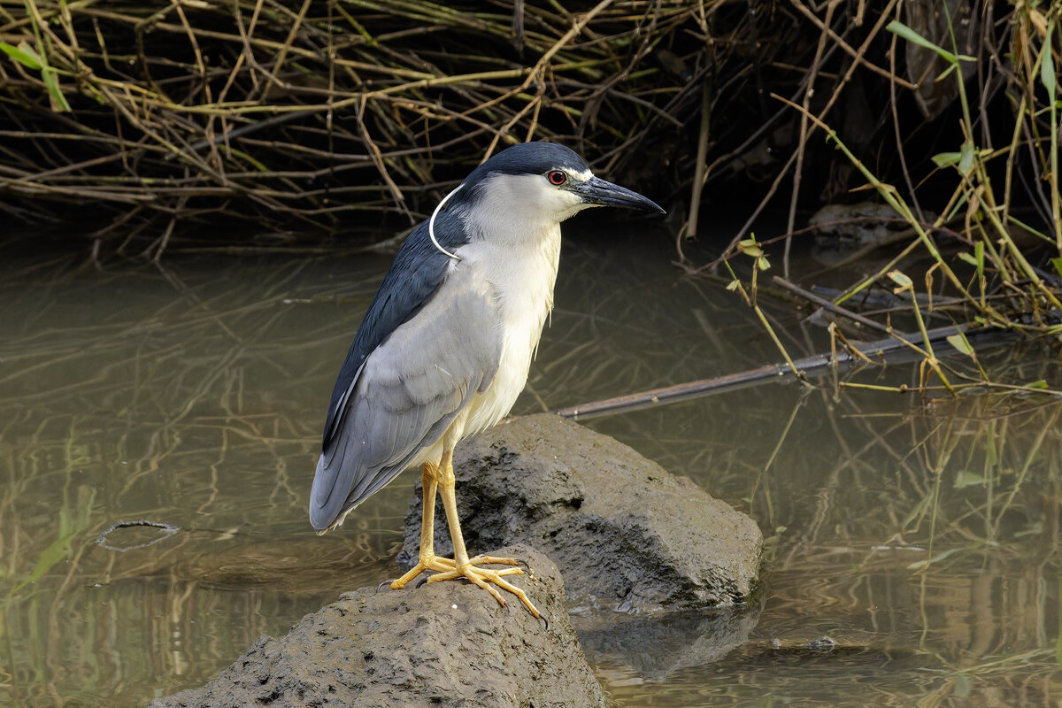 Кваква - Alexander Amromin