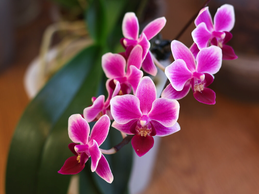 Моя коллекция орхидей - Irene Irene