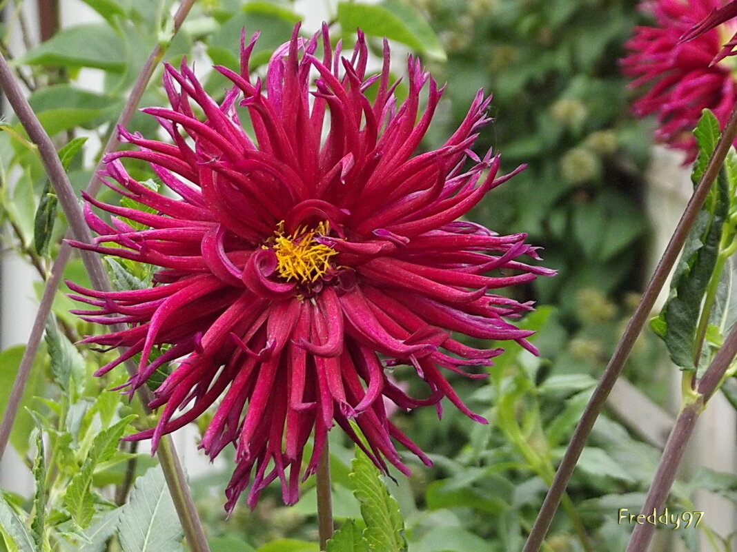 Георгин - Freddy 97