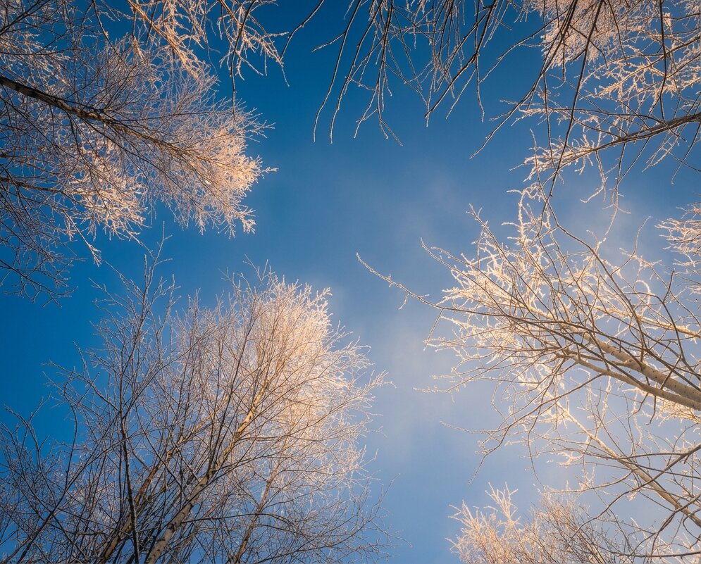 Зимнее небо - Лилия 