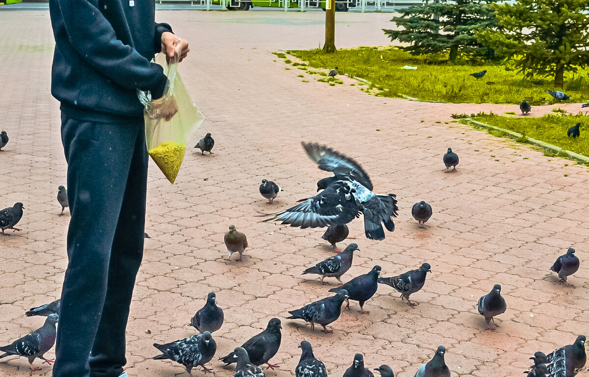 Городские голуби. - Михаил Курзанцев