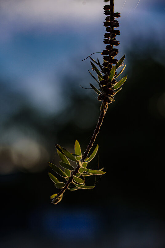 каллистемон - Осень 