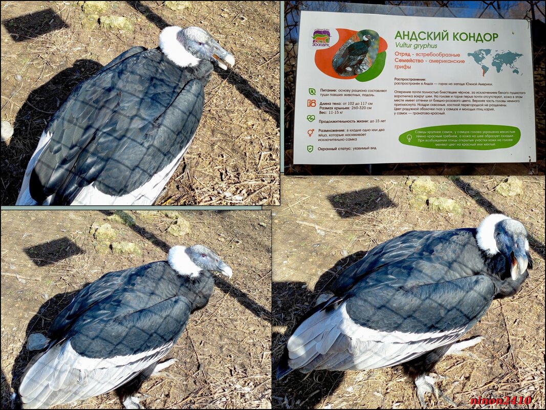 Андский кондор - новосёл в нашем зоопарке... - Нина Бутко