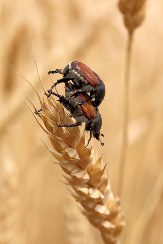 ЖЖ - Юрий Варюхин 