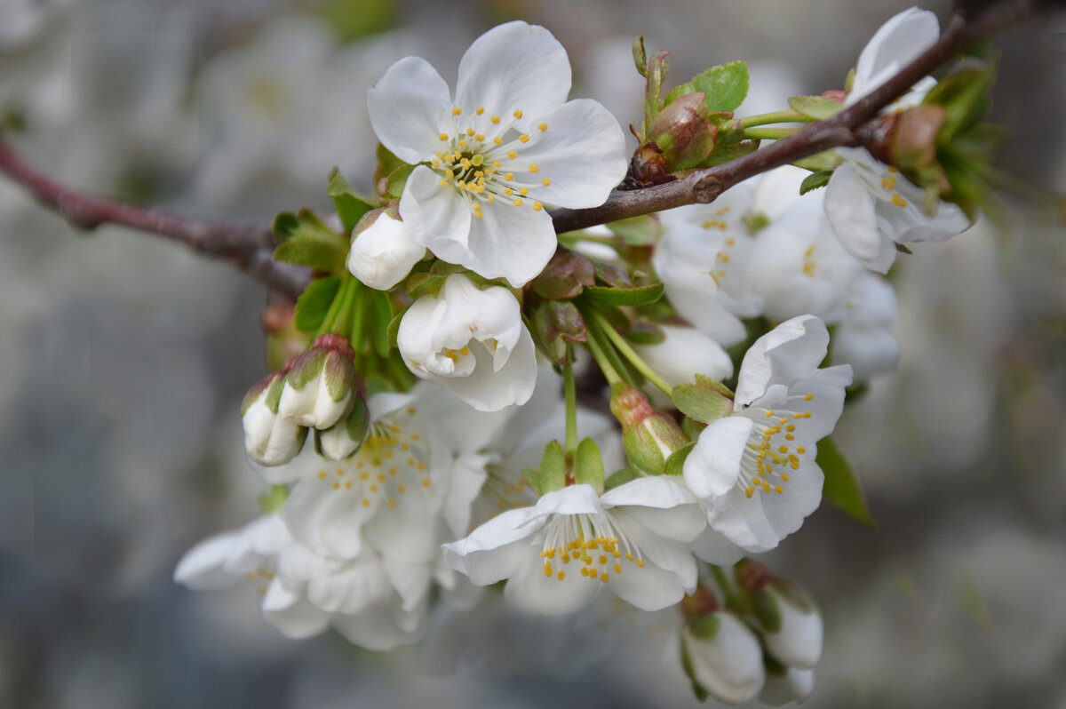 Цветущая вишня... - Надежда Куркина 
