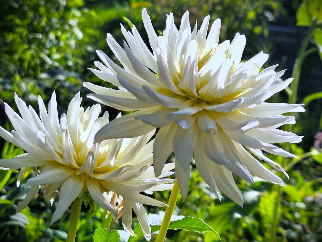 Георгин - Наталья 