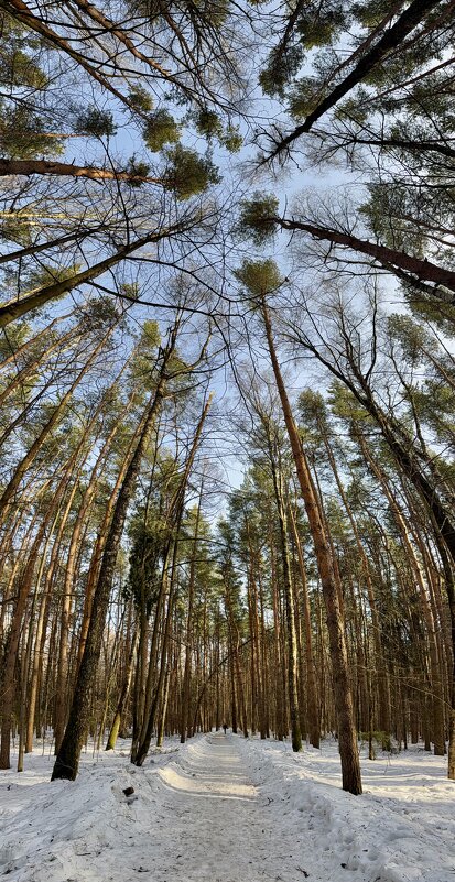 Мартовский лес - Любовь 