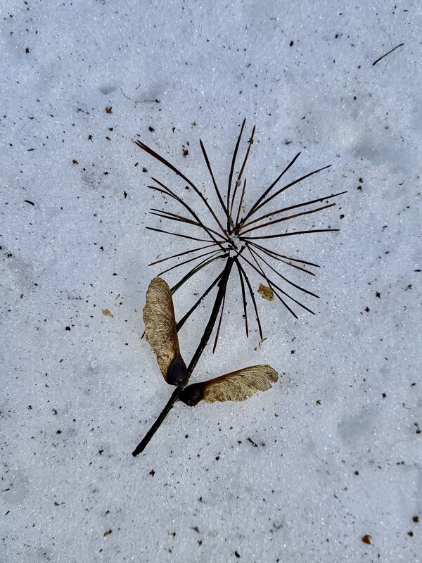 В еще заснеженном лесу нашла цветочек рукотворный) - Любовь 