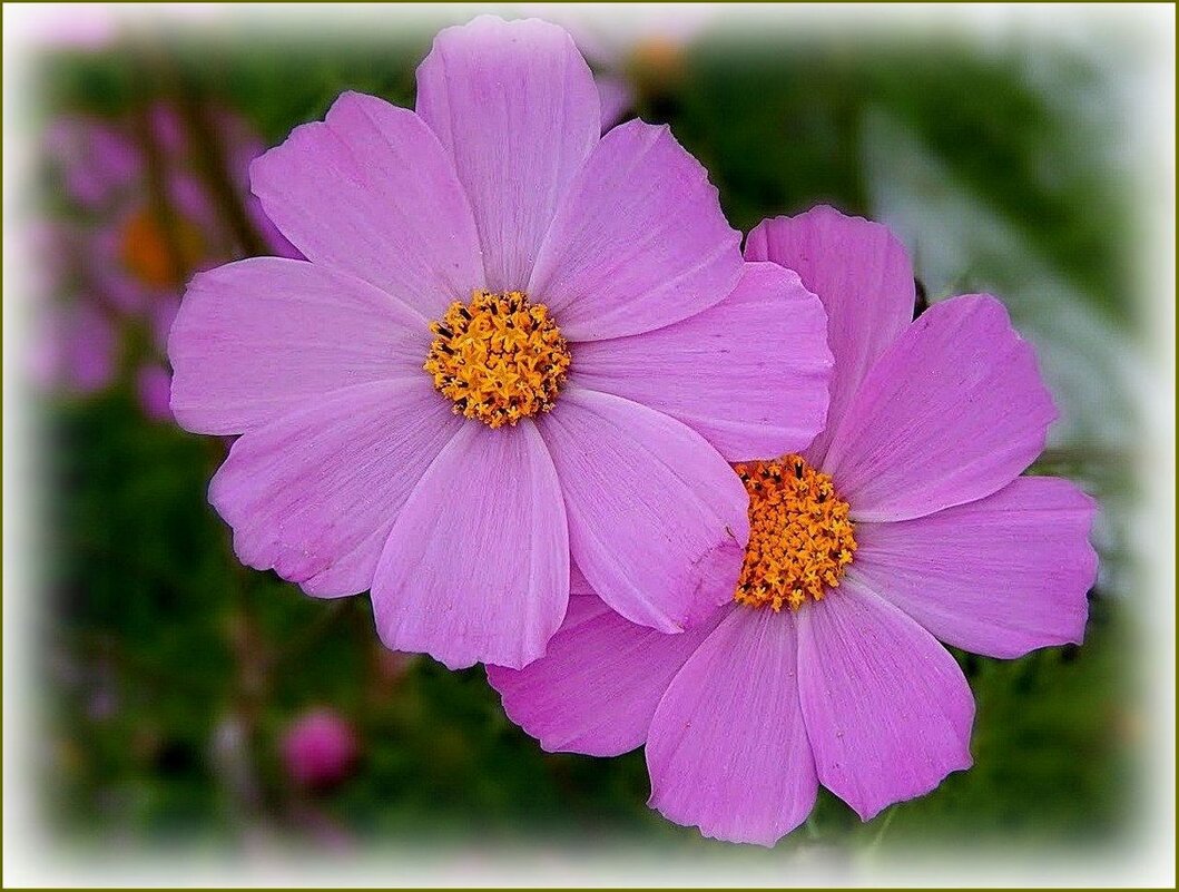 Космея - Валентина Надсон