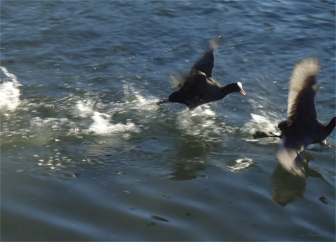 голову оторву! - sv.kaschuk 