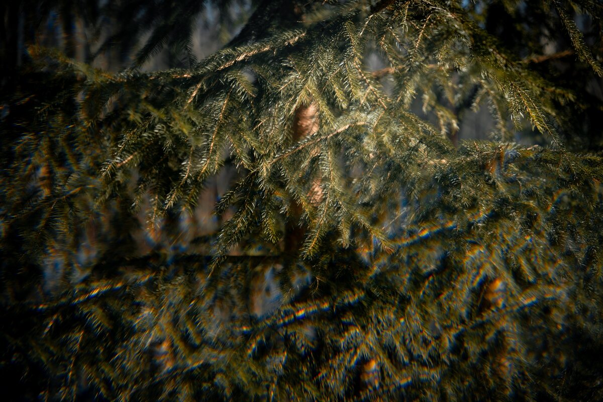 Мистический лес - Илья Шенгелия