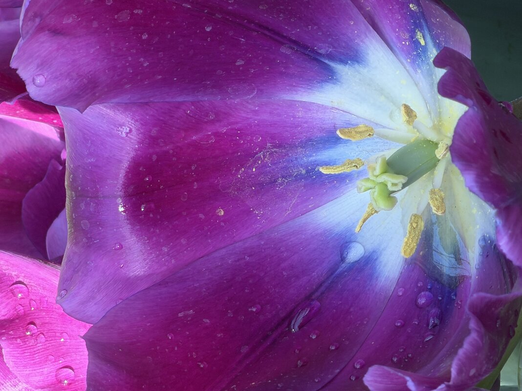 Необыкновенные! - Pippa 