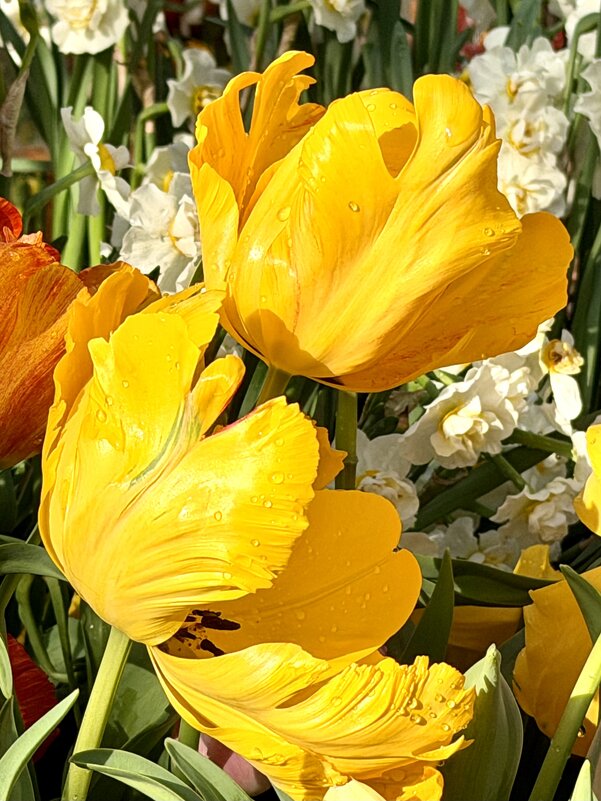 Необыкновенные! - Pippa 