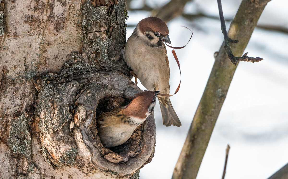 Гнездо. - Владимир Безбородов