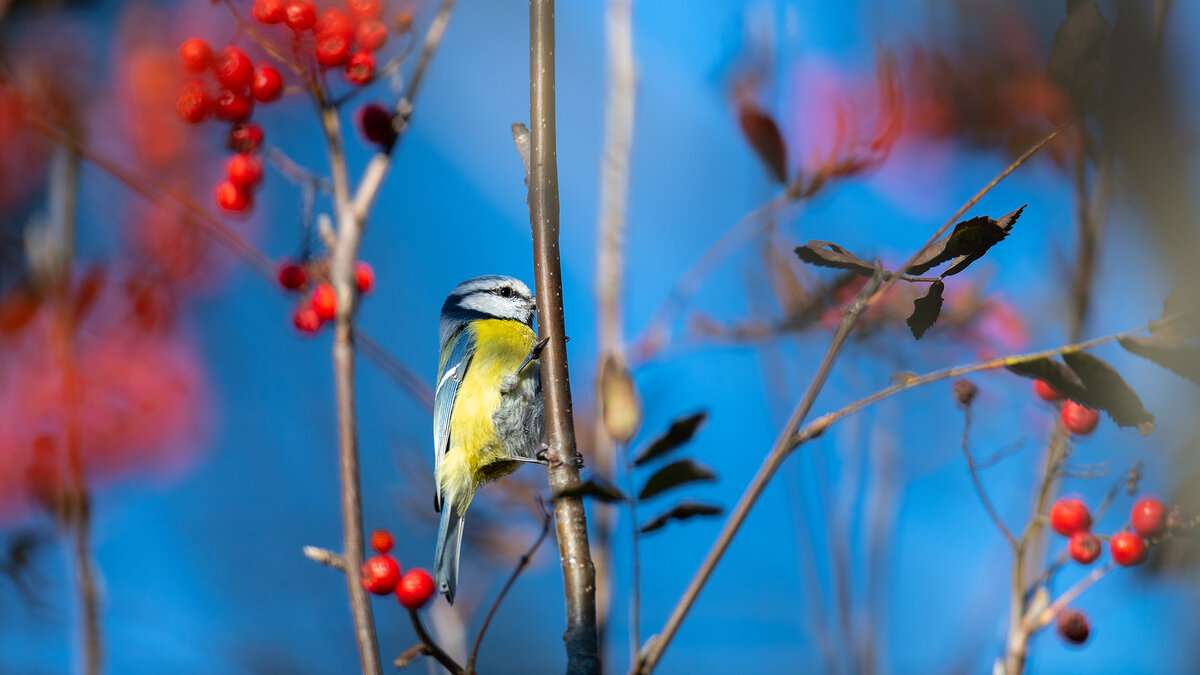 Лазоревка. - Владимир Лазарев