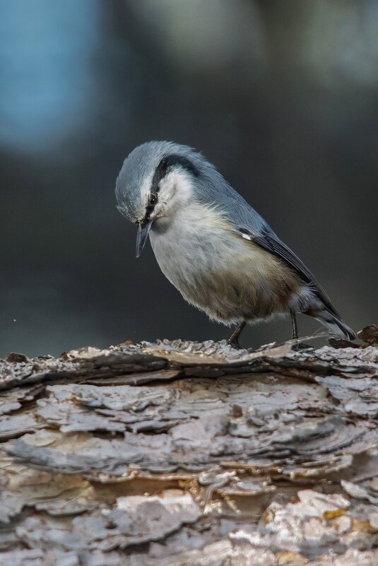 Поползень - Виктор Иванович Чернюк