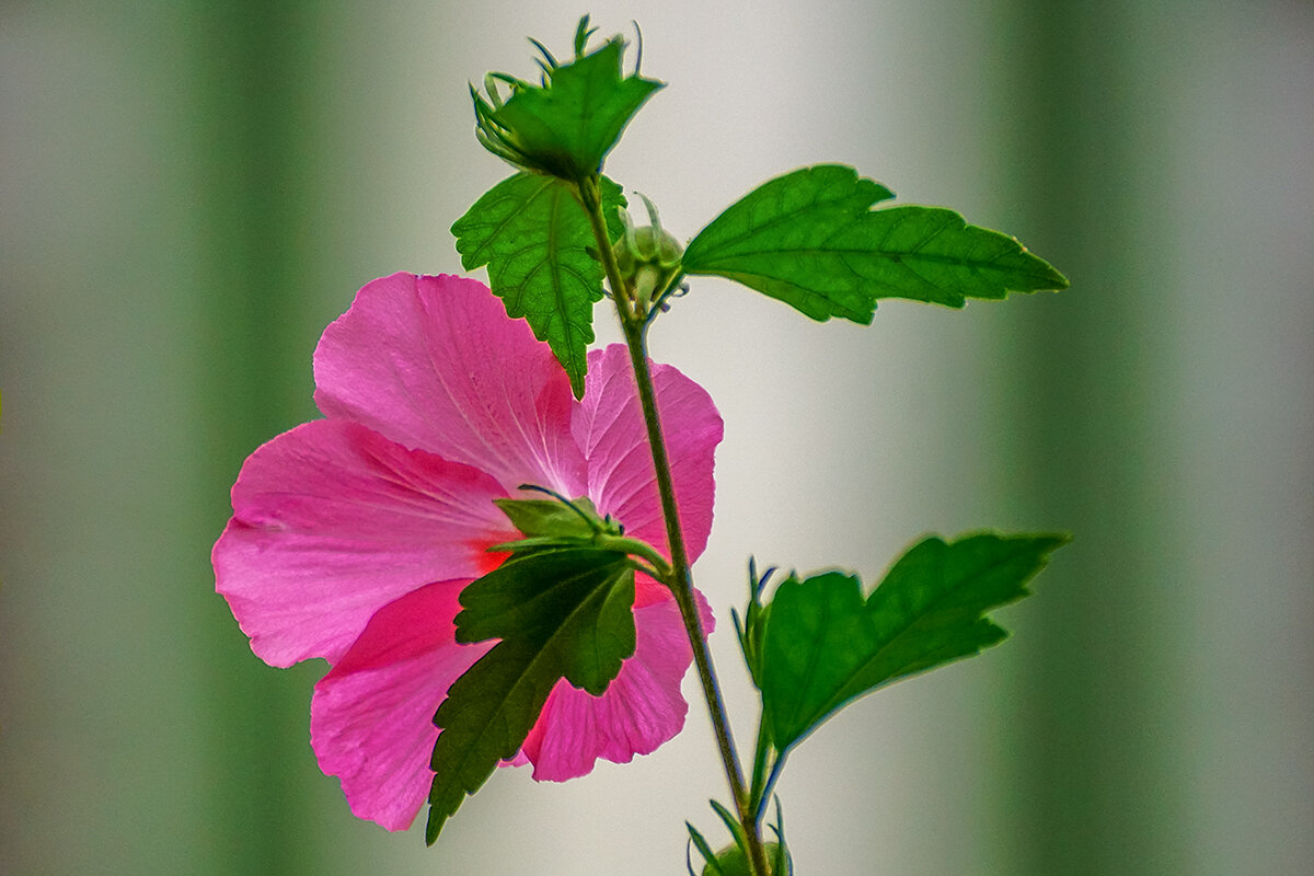 Гибискус - Игорь Сикорский