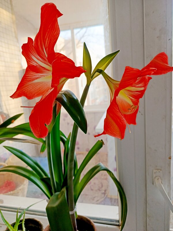 Чудо на моем подоконнике. - Vladimir Semenchukov