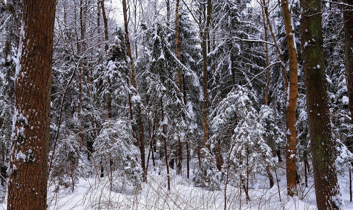 Зимний лесопарк - Рита Симонова