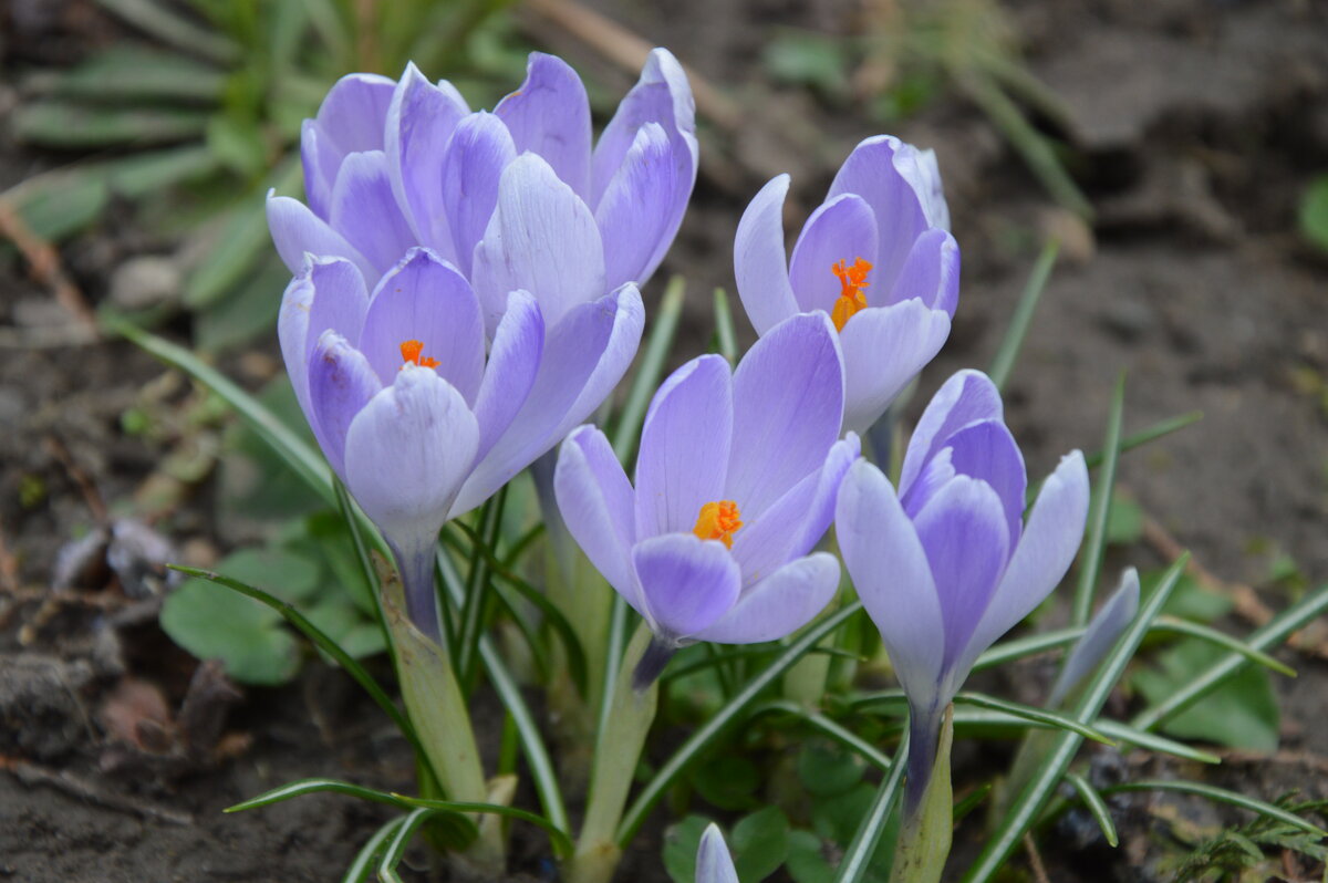 *** - Надежда Куркина *** - Надежда Куркина