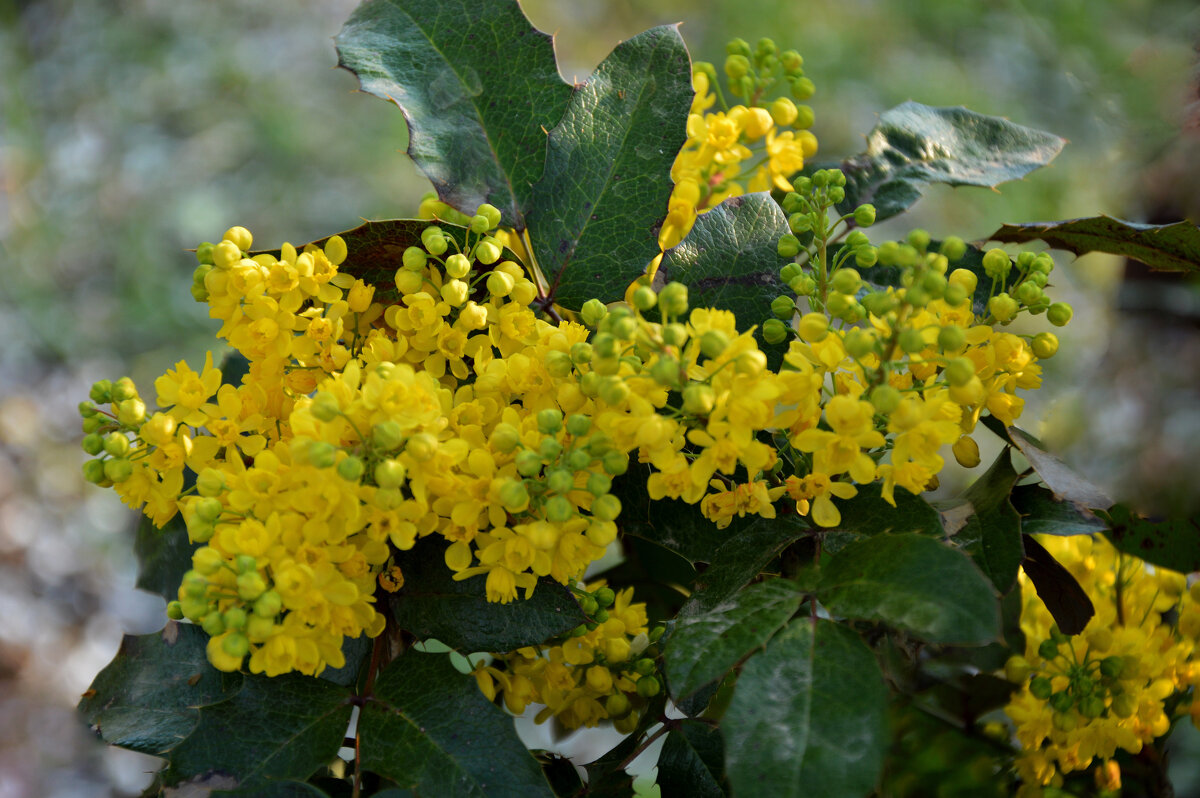 Магония падуболистная - Надежда Куркина 