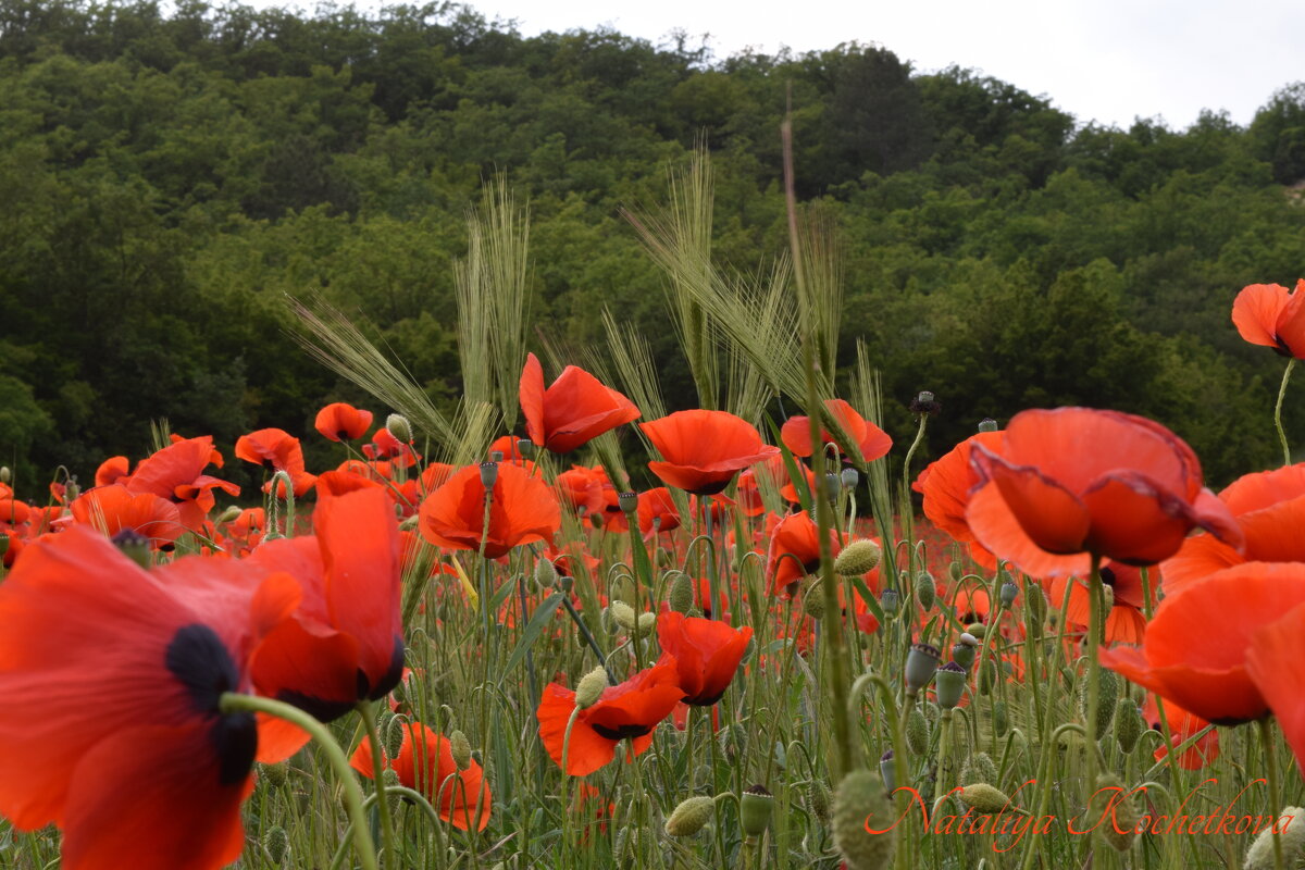 Природа Крыма - Изумительная Космея