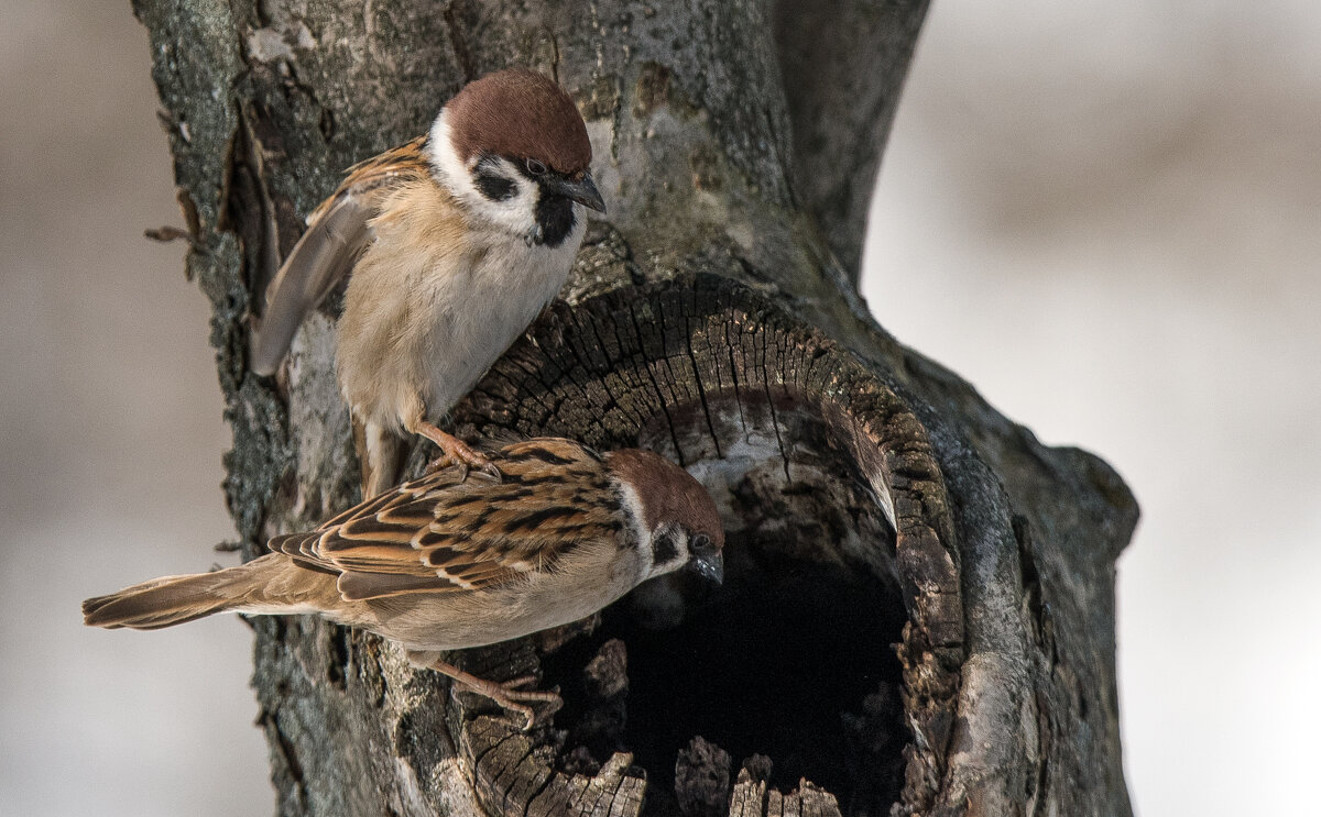 "Иди, проверь что там?" - Владимир Безбородов