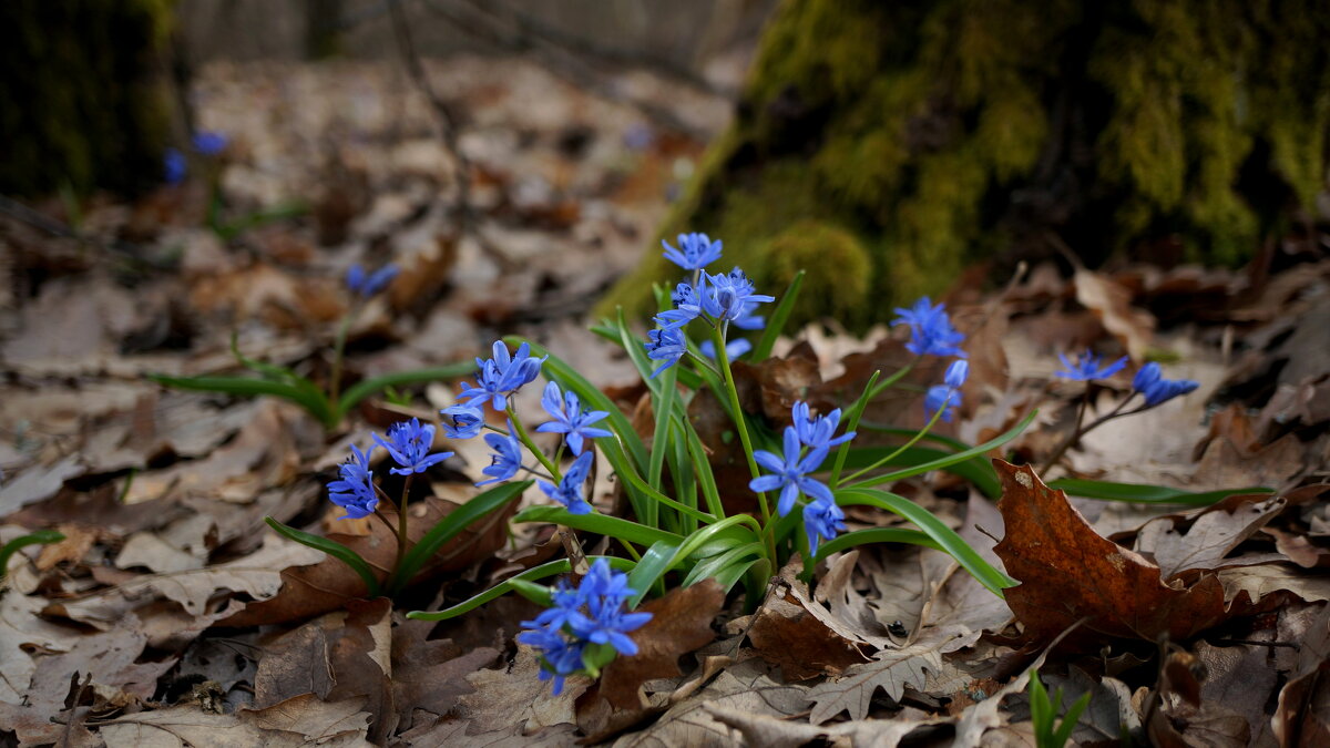 Весна ! - Вен Гъновски